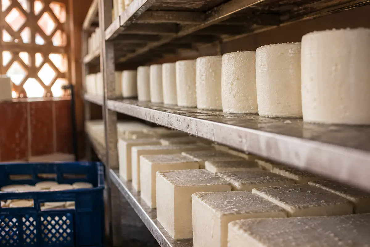 Estantes con queso fresco recién moldeado escurriendo en la planta del quesero